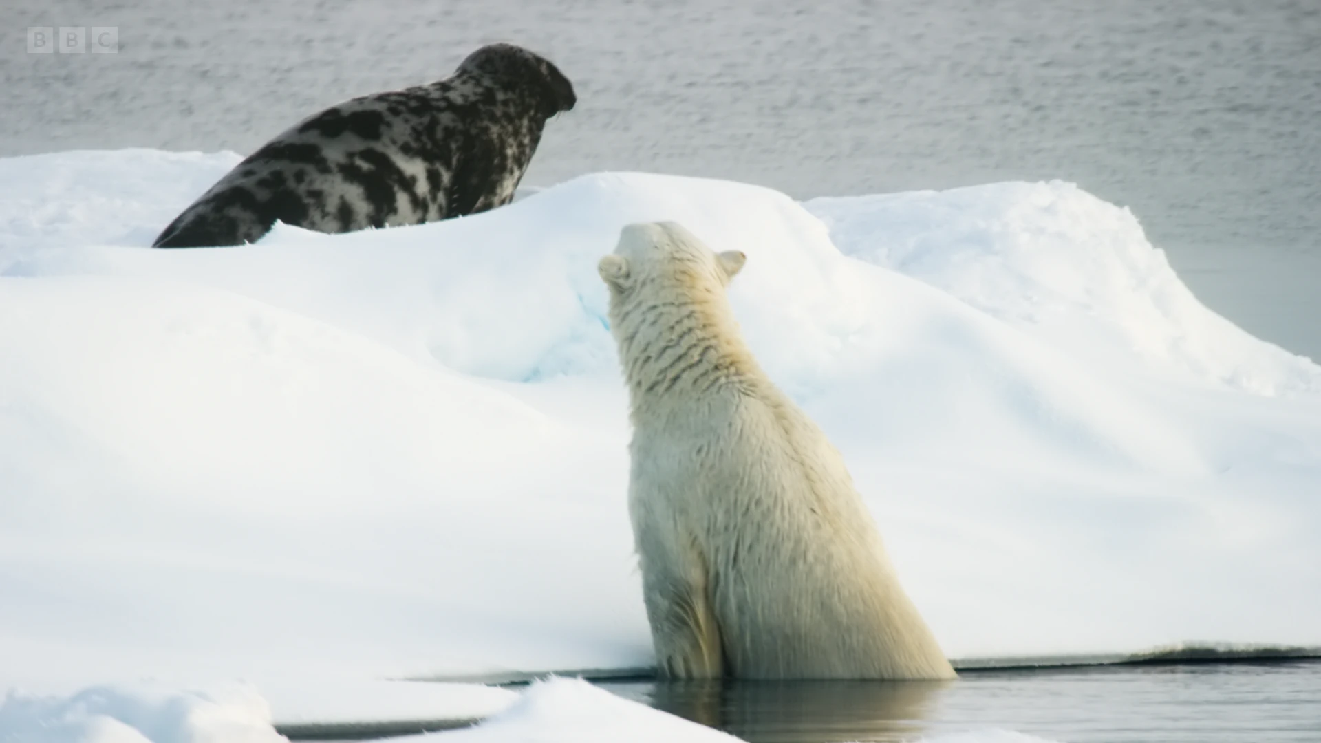Polar bear (Ursus maritimus) as shown in Frozen Planet II - Frozen Worlds